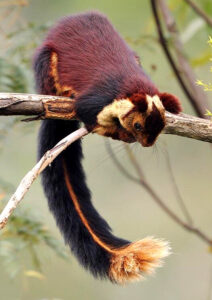 Read more about the article शेकरू (India giant squirrel)