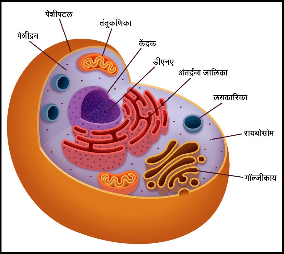 पेशीअंगके (Cell organelles) – मराठी विश्वकोश