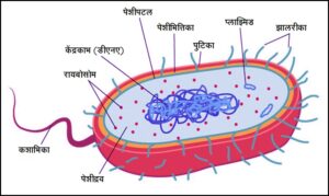 Read more about the article पेशीअंगके (Cell organelles)
