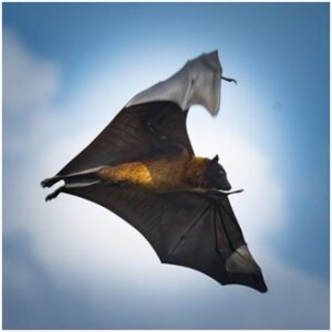 Read more about the article वटवाघूळ (Bat)