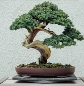 Read more about the article वामनतनू वृक्ष (Bonsai)