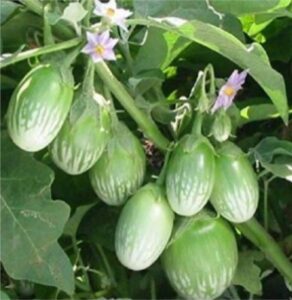 Read more about the article वांगे (Brinjal)