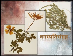 Read more about the article वनस्पतिसंग्रह (Herbarium)