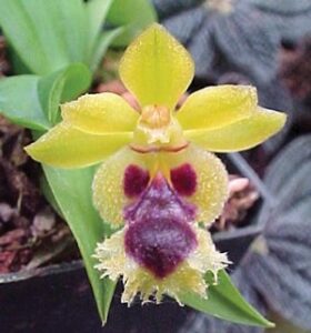ऑर्किड फुलांतील परागीभवन (Pollination in Orchid flowers)