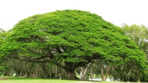 Read more about the article वर्षावृक्ष (Rain tree)