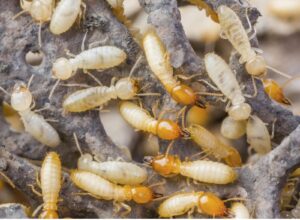 Read more about the article वाळवी (Termite)