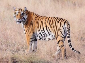Read more about the article वाघ (Tiger)
