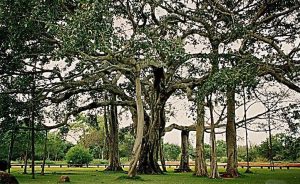 वड (Indian banyan tree)