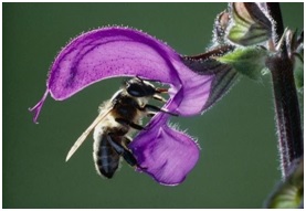 सेज वनस्पतीमध्ये होणारे परागीकरण (Pollination in Salvia)