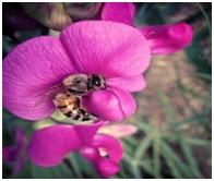 वाटाणातील परागीभवनाची प्रक्रिया (Pollination mechanism in Papilionaceous flowers)