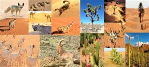 सहारा वाळवंटातील वनस्पती व प्राणिजीवन (Vegetation and Animal Life in Sahara Desert)