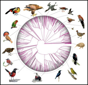 जीनोम आधारित पक्ष्यांचे वर्गीकरण (Genomic basis of Bird classification)