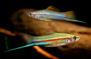 Read more about the article असिपुच्छ मासा (Green swordtail Fish)