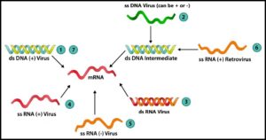 विषाणू वर्गीकरण (Classification of viruses)