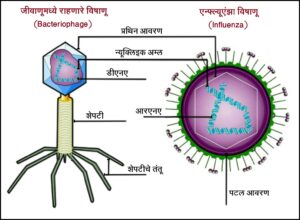 Read more about the article विषाणू (Virus)