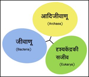 Read more about the article तीन अधिक्षेत्र वर्गीकरण (Three domain classification)