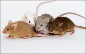 प्रातिनिधिक सजीव : उंदीर (Model Organism : House mouse)