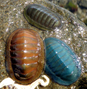 Read more about the article कायटन (Chiton) 