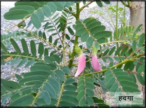 Read more about the article हदगा (Cork wood tree/Humming bird tree)