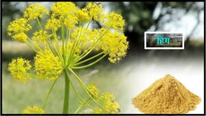 Read more about the article हिंग (Asafoetida / Devils dung)