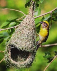 Read more about the article सुगरण (Baya weaver)