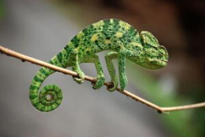 Read more about the article सरडगुहिरा (Chameleon)