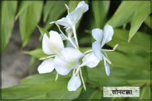 सोनटक्का (Common ginger lily)
