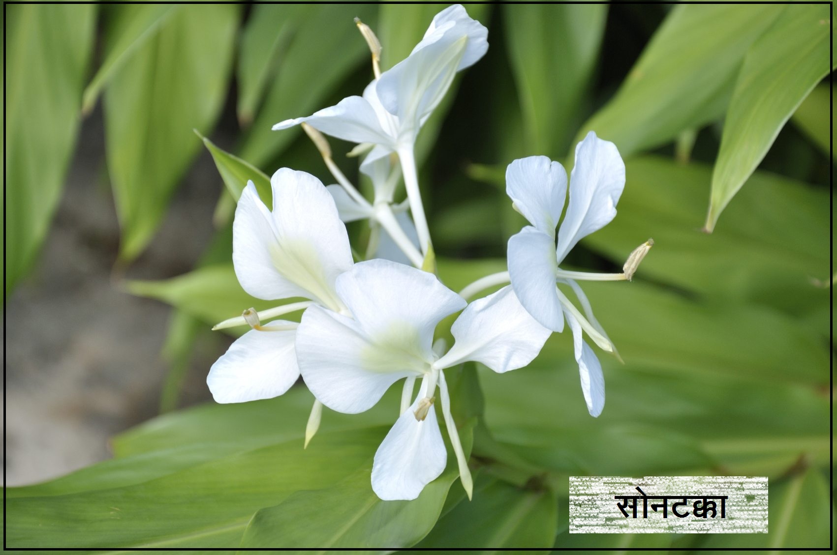 सोनटक्का ginger lily) मराठी विश्वकोश