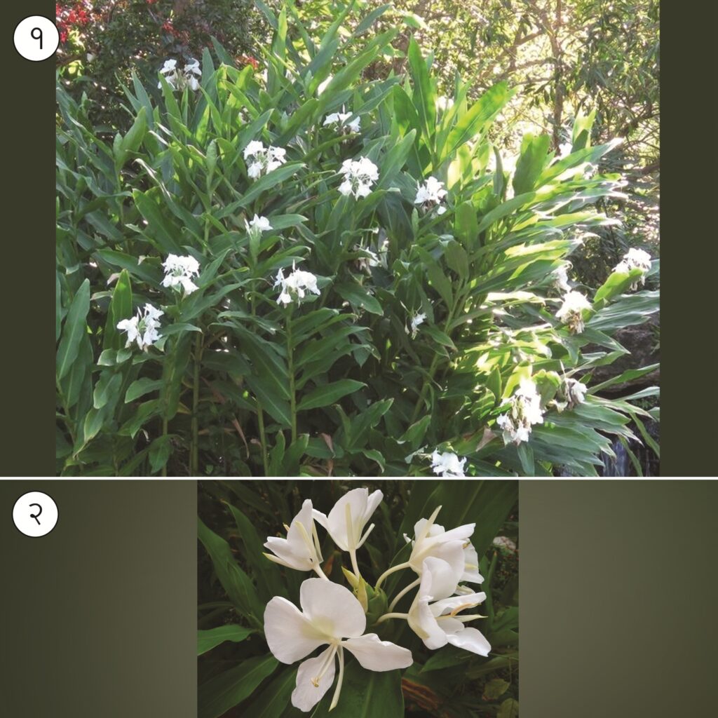 सोनटक्का ginger lily) मराठी विश्वकोश