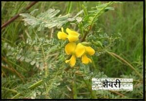 Read more about the article शेवरी (Common sesban)