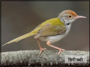 Read more about the article शिंपी पक्षी (Common tailorbird)