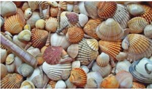 Read more about the article शंख आणि शिंपला (Conch and scallop)
