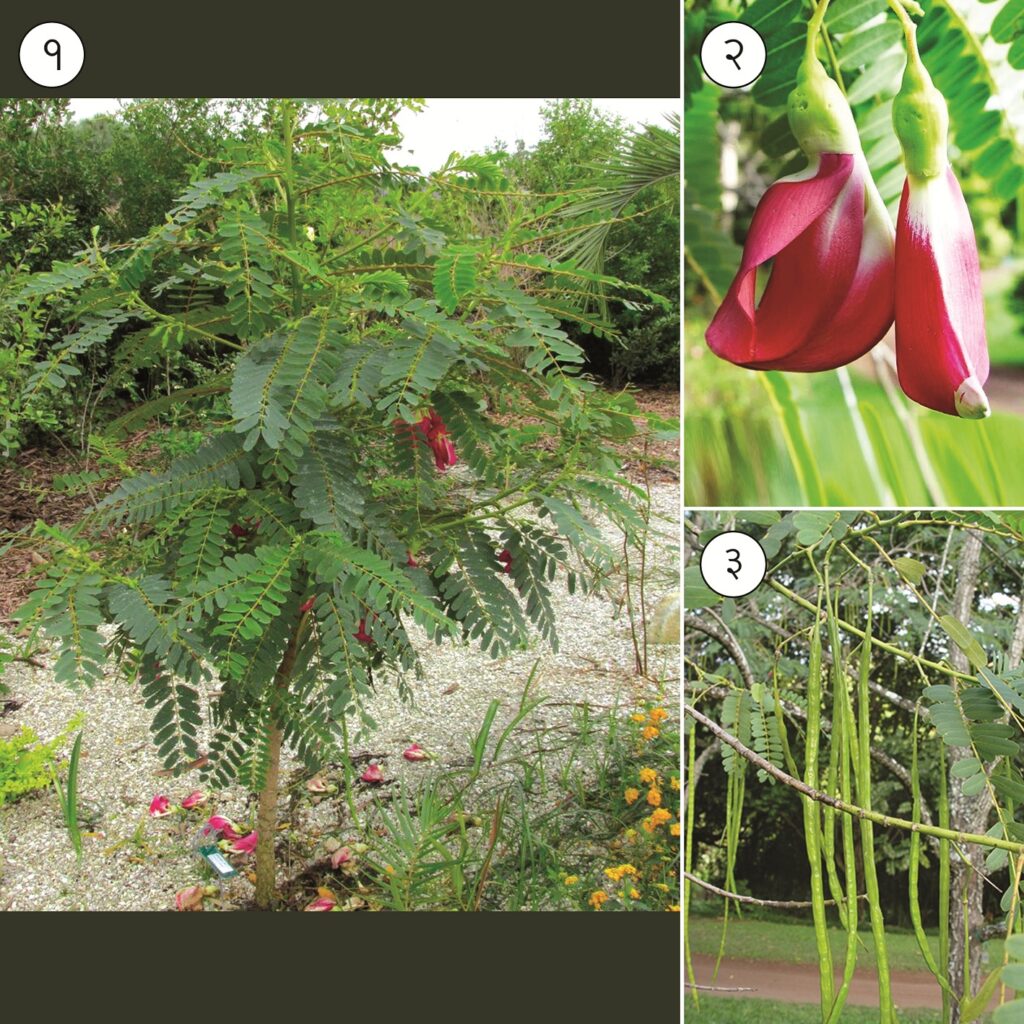 हदगा (Cork wood tree/Humming bird tree) मराठी विश्वकोश