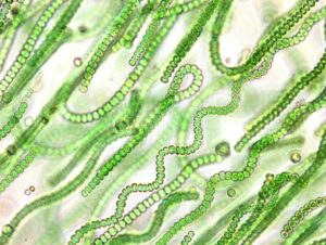 Read more about the article सायनोबॅक्टेरिया (Cyanobacteria)