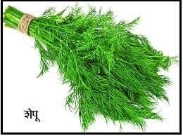 Read more about the article शेपू (Dill)