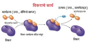 Read more about the article विकरे (Enzymes)