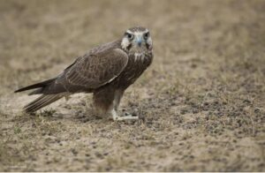 Read more about the article ससाणा (Falcon)