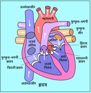 Read more about the article हृदय (Heart)