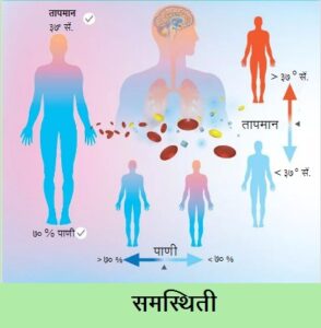 Read more about the article समस्थिती (Homeostasis)