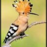 हूपू (Hoopoe)