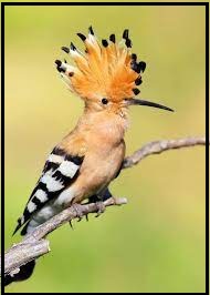 Read more about the article हूपू (Hoopoe)