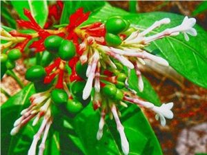 Read more about the article सर्पगंधा (Indian snakeroot/Rauvolfia serpentina)