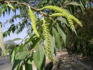 Read more about the article वाळुंज (Indian willow)
