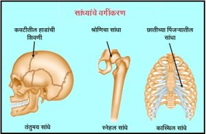 Read more about the article सांधे आणि अस्थिरज्जू (Joints and Ligaments)