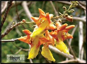 Read more about the article शिवण (Kashmir tree / White teak)