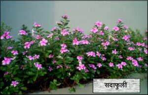 Read more about the article सदाफुली (Madagascar periwinkle)