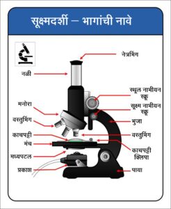 Read more about the article सूक्ष्मदर्शी (Microscope)