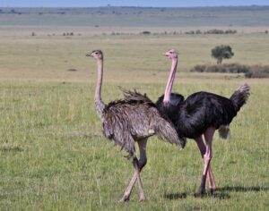 शहामृग (Ostrich)