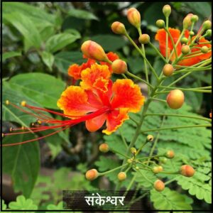 Read more about the article संकेश्वर (Peacock flower)