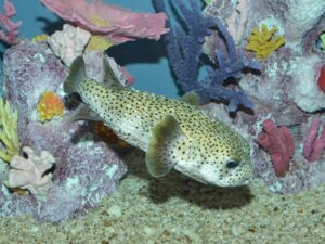 Read more about the article साळमासा (Porcupinefish)